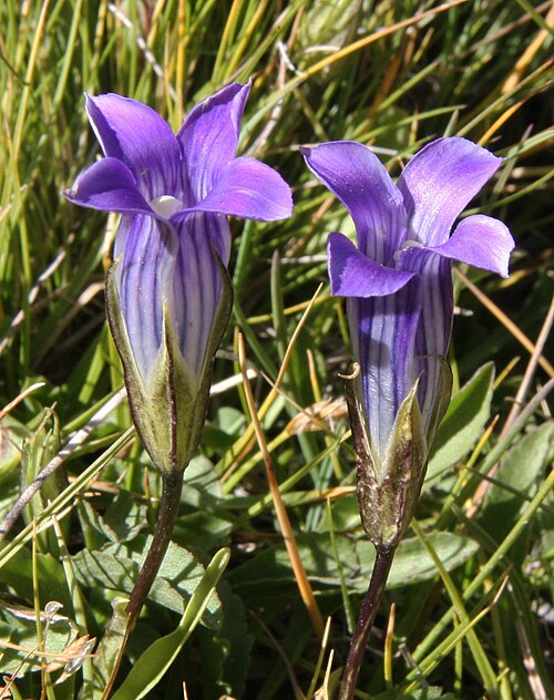 Sierra fringed gentian: Sierra fringed gentian (Gentianopsis holopetala), closeup of two striped, purple, 4-lobed flowers. At 10,500 ft (3,200 m) in meadow below Dorothy Lake and Wheel