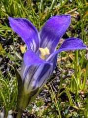 Sierra fringed gentian (Gentianopsis holopetala)
