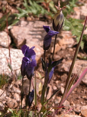 Rocky Mountain fringed gentian (Gentianopsis thermalis)