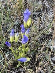 Rocky Mountain fringed gentian (Gentianopsis thermalis)