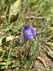Rocky Mountain fringed gentian (Gentianopsis thermalis)