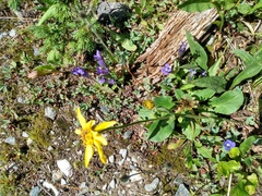 Rocky Mountain fringed gentian (Gentianopsis thermalis)