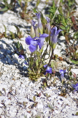Rocky Mountain fringed gentian (Gentianopsis thermalis)