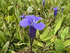 Rocky Mountain fringed gentian (Gentianopsis thermalis)