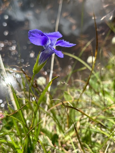 Rocky Mountain fringed gentian (Gentianopsis thermalis)