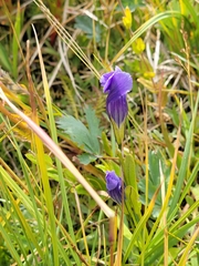 Rocky Mountain fringed gentian (Gentianopsis thermalis)