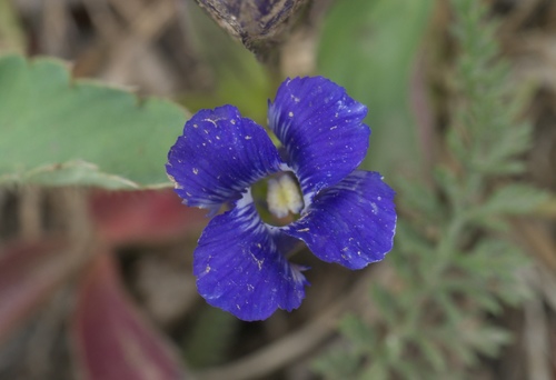 Rocky Mountain fringed gentian (Gentianopsis thermalis)