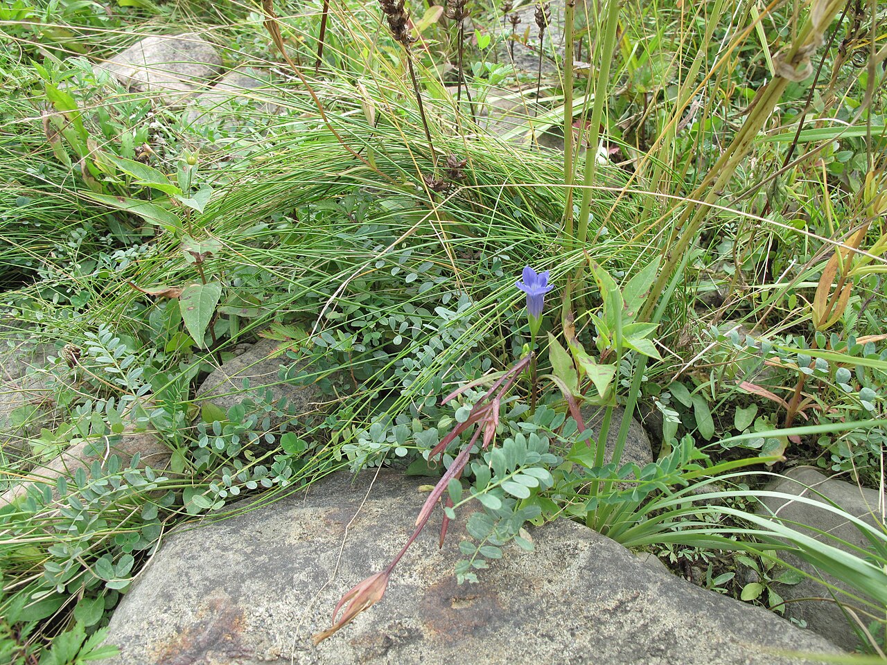 Lesser fringed gentian: Nom français : gentiane de Victorin. Nom anglais : Victorin's fringed gentian. Plant en fleur (inflorescence) de gentiane de Victorin, en milieu naturel.