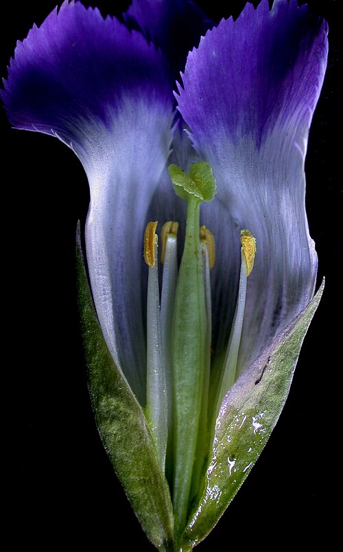 Lesser fringed gentian: Nom français : gentiane de Victorin. Nom anglais : Victorin's fringed gentian. Fleur exposant le calice, la corolle, l'androcée (étamines) et le gynécée (pistil