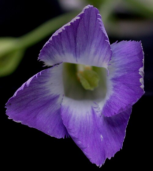 Lesser fringed gentian: Nom français : gentiane de Victorin. Nom anglais : Victorin's fringed gentian. Fleur de gentiane de Victorin, vue de dessus.