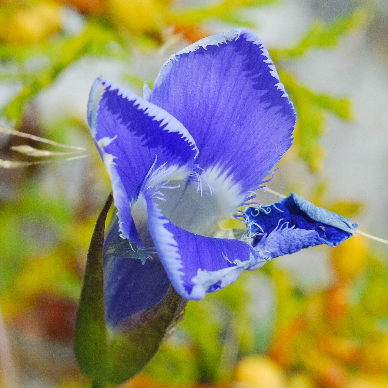 Lesser fringed gentian: Lesser fringed gentian ( Gentianopsis procera ) on August 17, 2010, Moonlight Bay Bedrock Beach, Wisconsin State Natural Area #233, Town of Baileys Harbor, Door