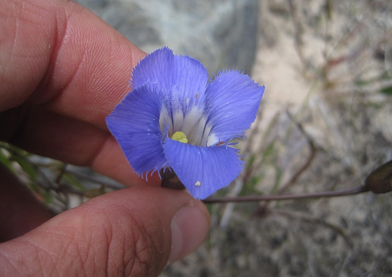 Lesser fringed gentian: Gentianopsis virgata at Misery Bay, Manitoulin Island, Ontario, Canada