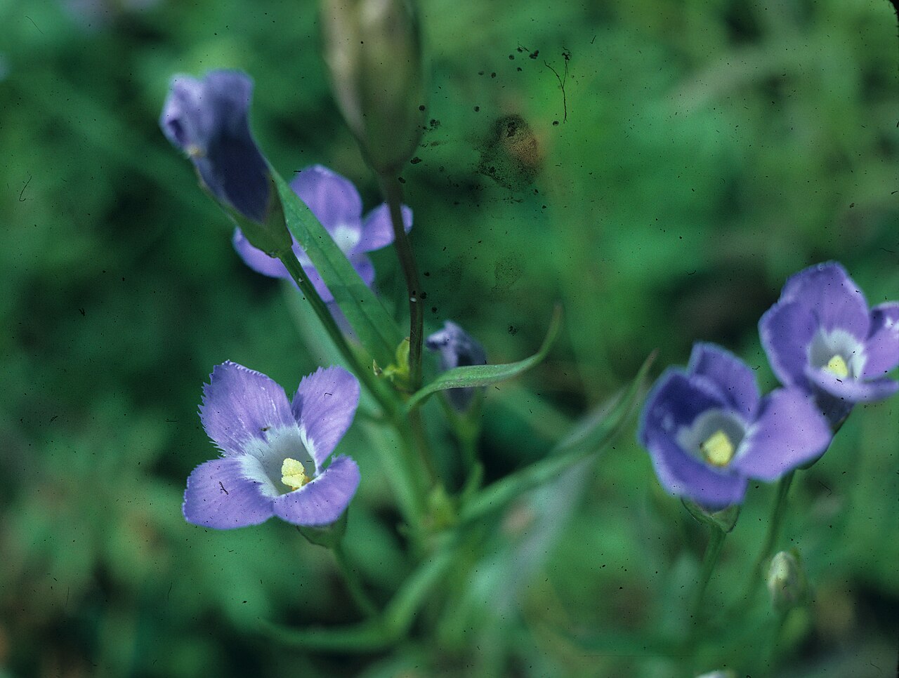 Lesser fringed gentian: Nom français : gentiane de Victorin. Nom anglais : Victorin's fringed gentian. Plants en fleur (inflorescence) de gentiane de Victorin, en milieu naturel.