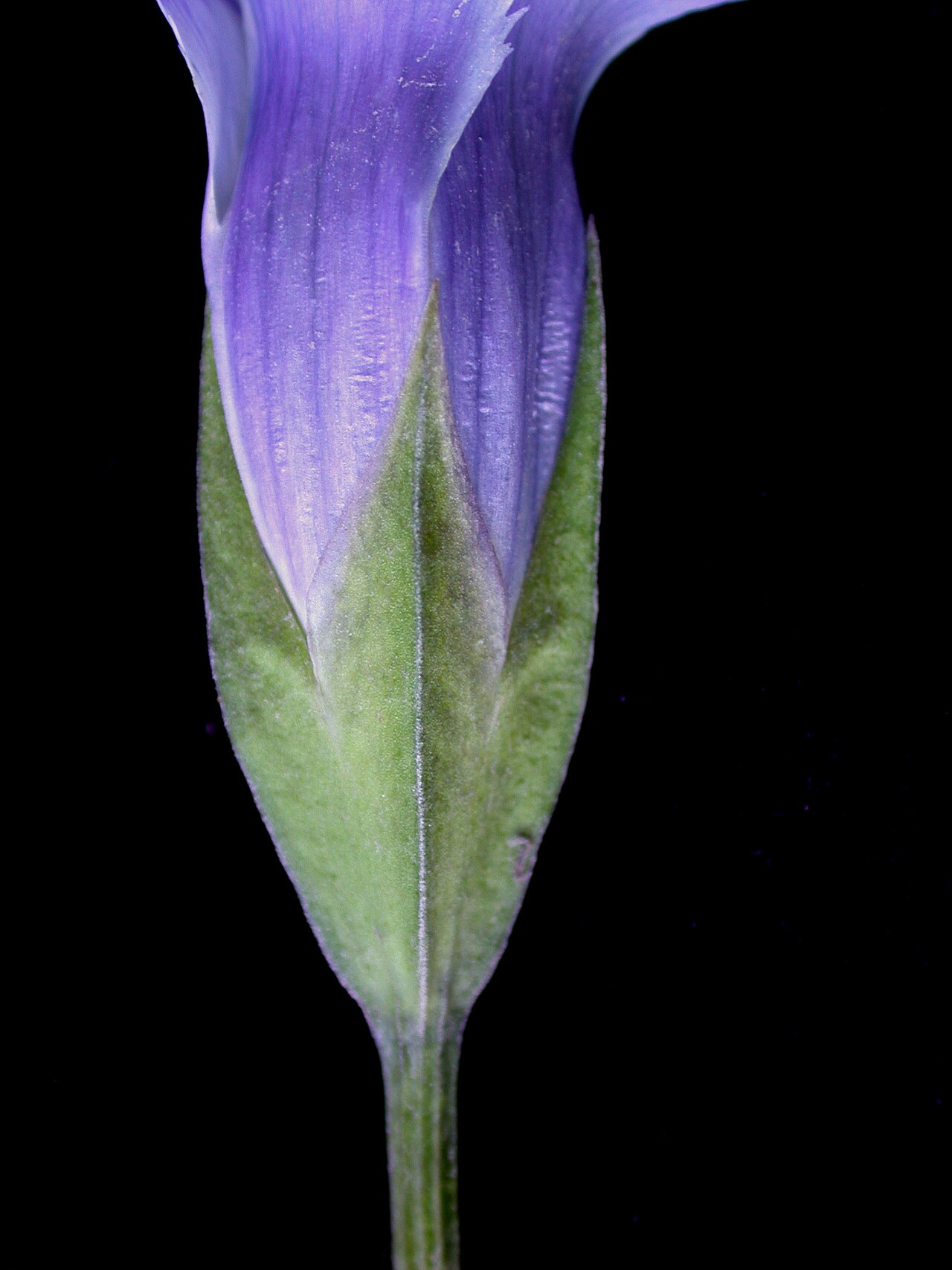 Lesser fringed gentian: Nom français : gentiane de Victorin. Nom anglais : Victorin's fringed gentian. Calice (sépales) et base de la corolle (pétales) de gentiane de Victorin.