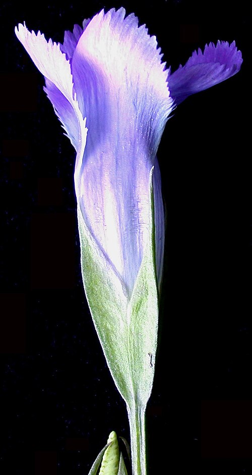 Lesser fringed gentian: Nom français : gentiane de Victorin. Nom anglais : Victorin's fringed gentian. Fleur exposant le calice et la corolle de gentiane de Victorin, vue de côté.