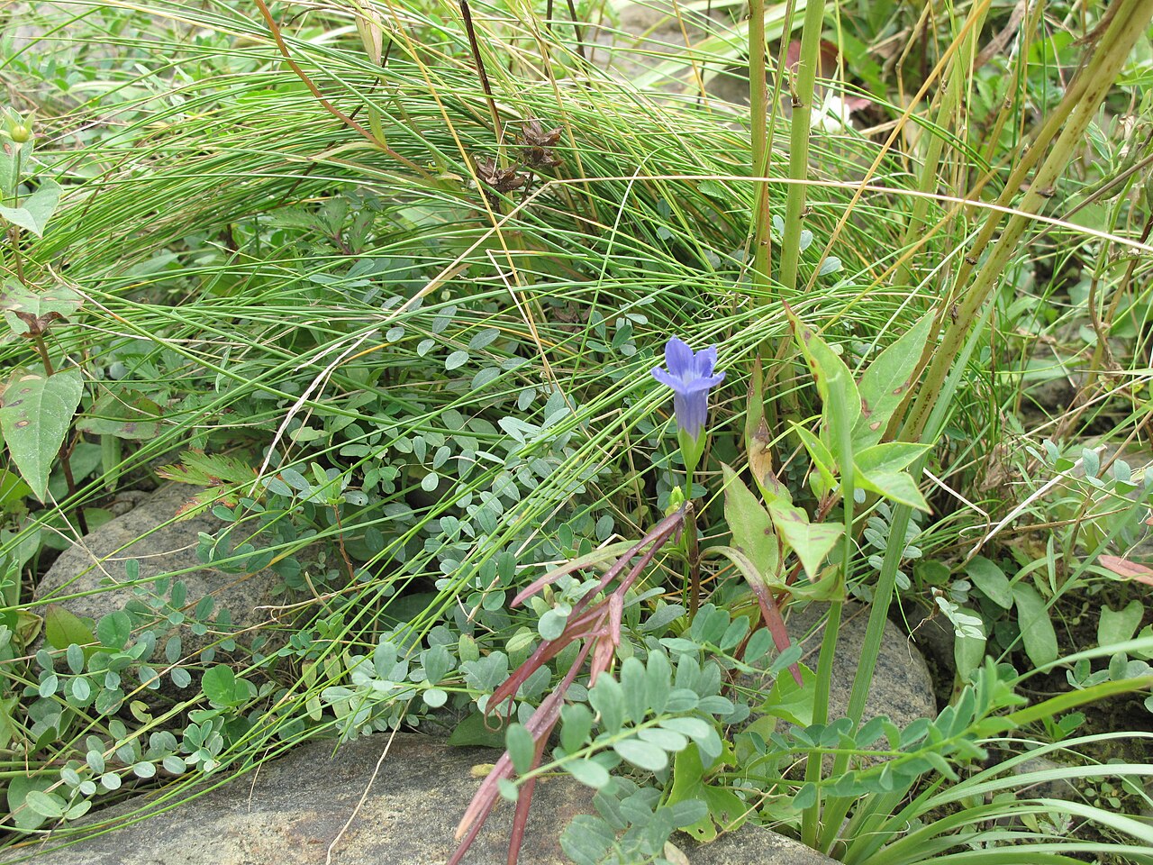 Lesser fringed gentian: Nom français : gentiane de Victorin. Nom anglais : Victorin's fringed gentian. Plant en fleur (inflorescence) de gentiane de Victorin, en milieu naturel.