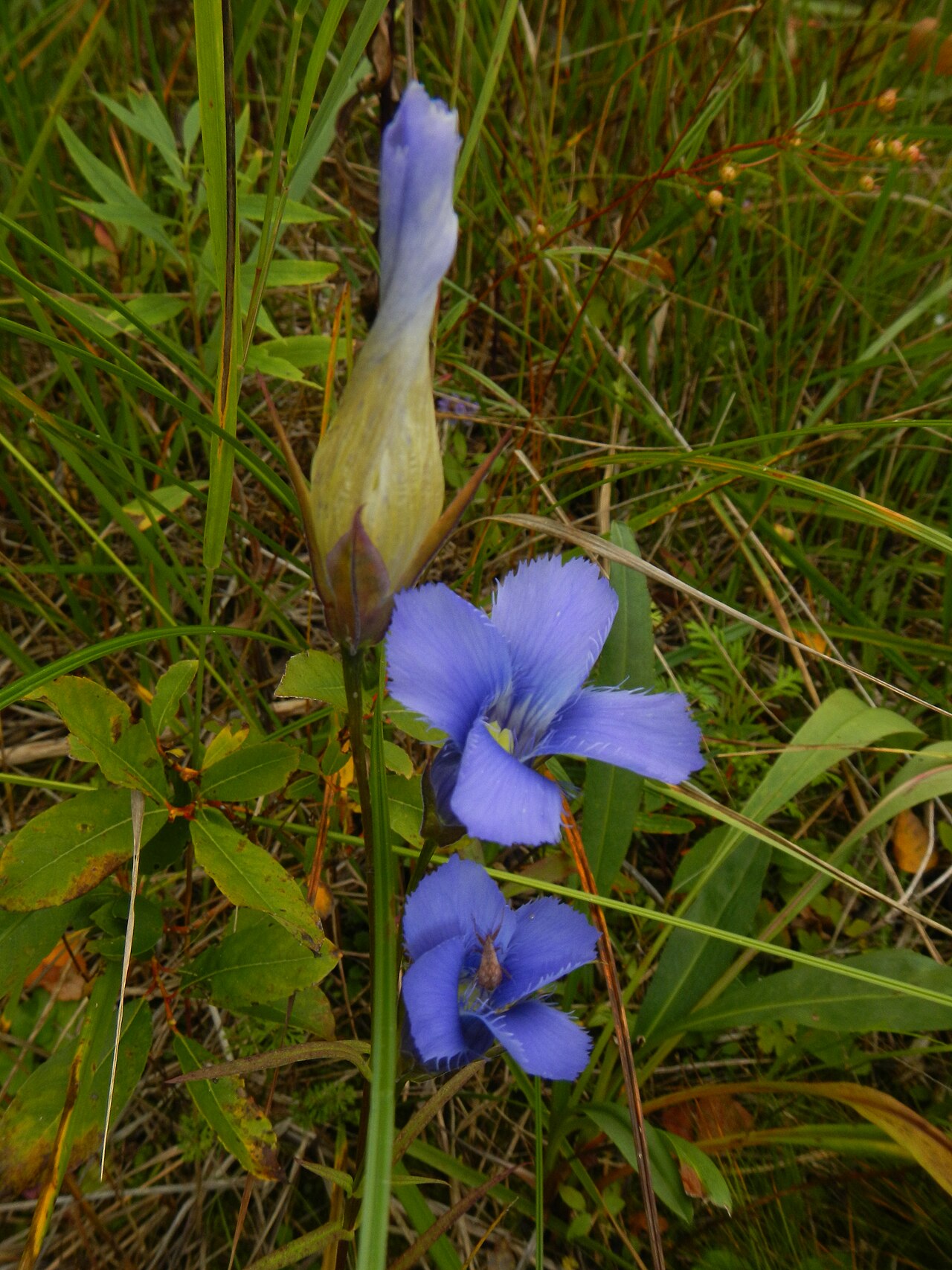 Lesser fringed gentian: Gentianopsis virgata, shore of Georgian Bay, Simcoe County, Ontario.