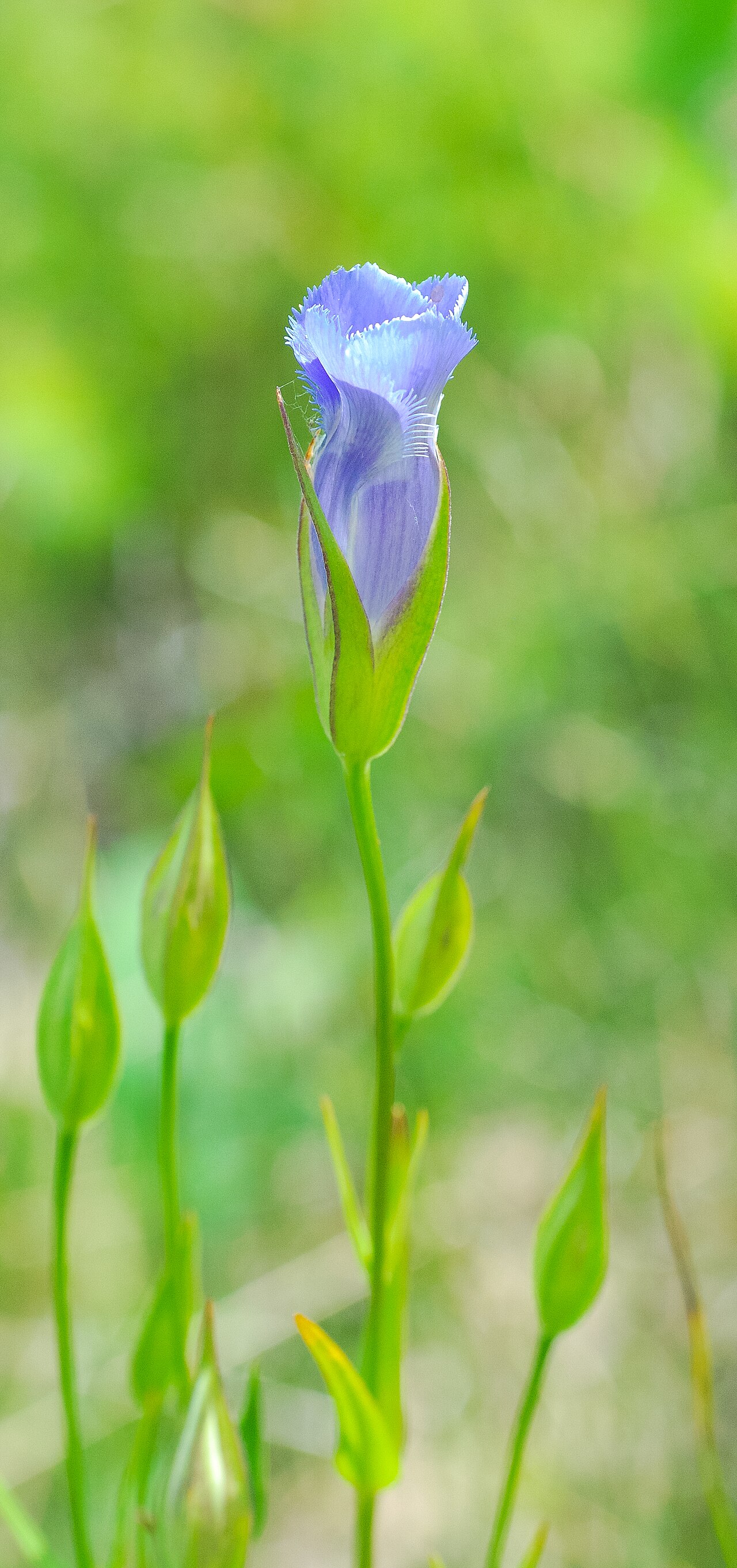 Lesser fringed gentian: Jackson Harbor Ridges Wisconsin State Natural Area #110 Door County