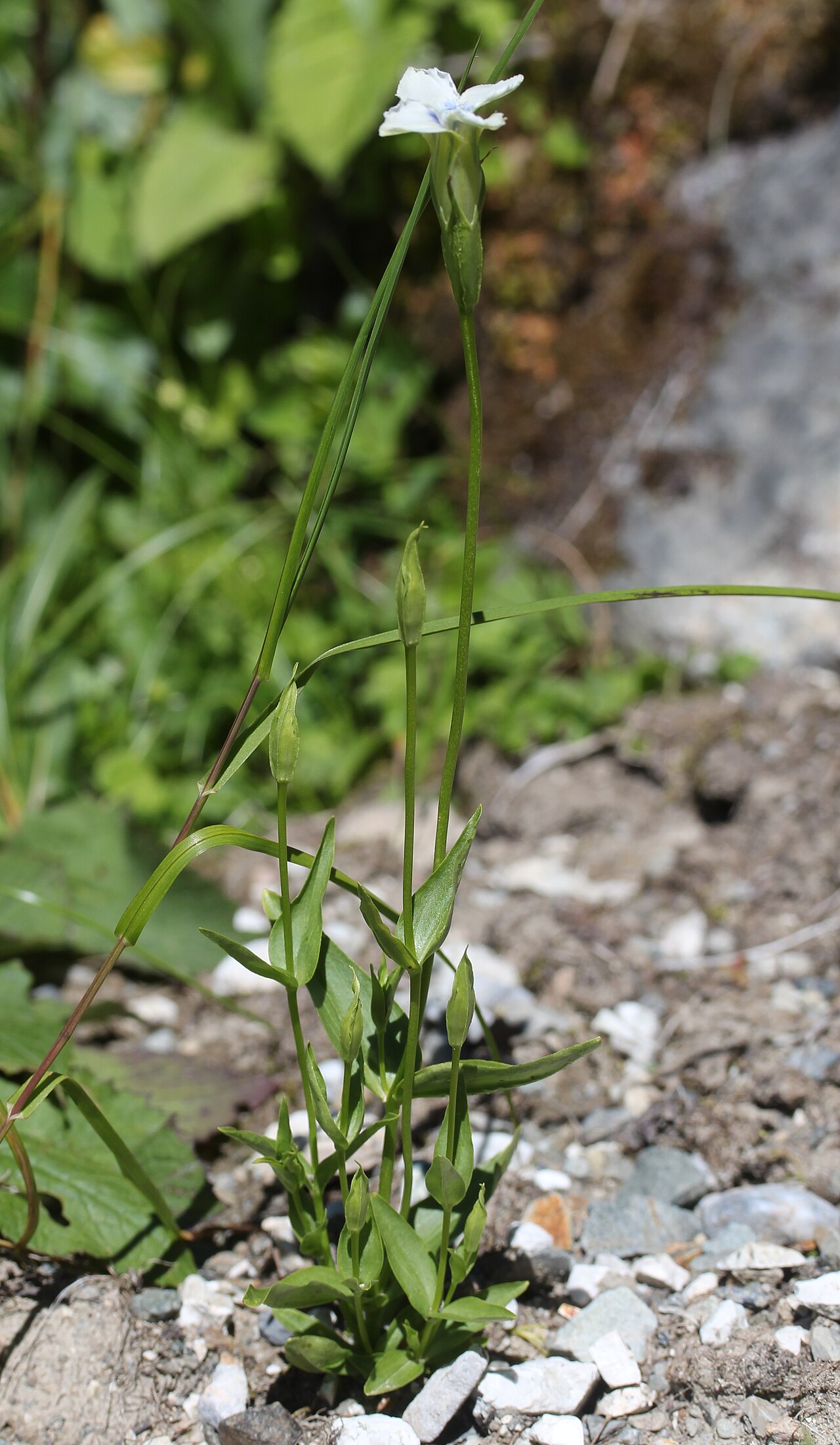Gentianopsis yabei: Gentianopsis yabei in Mount Shiroumayari, Hakuba, Nagano prefecture, Japan.