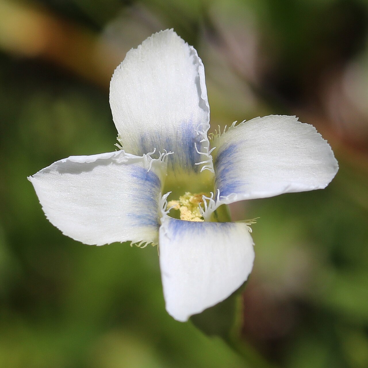 Gentianopsis yabei: Gentianopsis yabei in Mount Shiroumayari, Hakuba, Nagano prefecture, Japan.