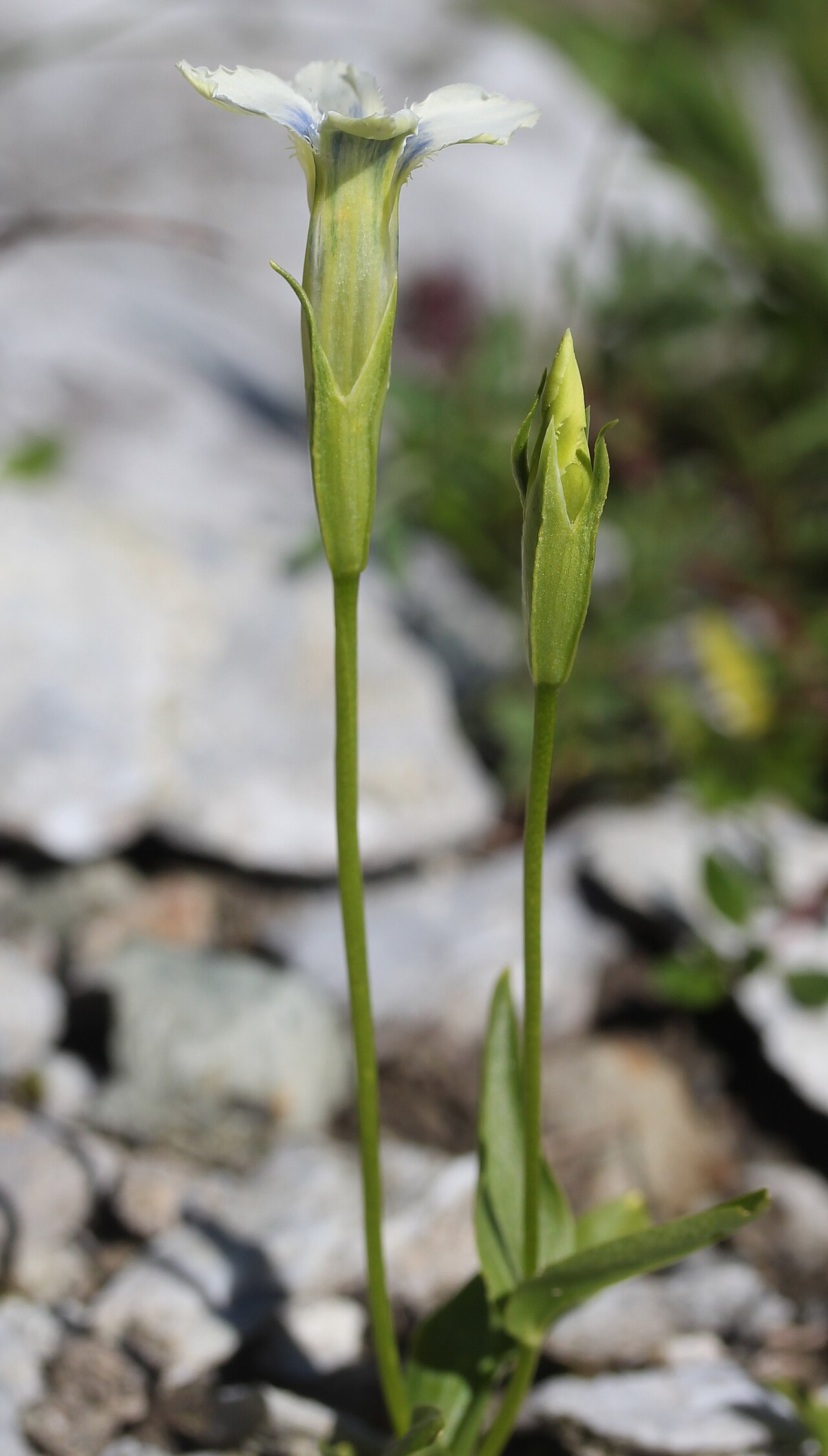 Gentianopsis yabei: Gentianopsis yabei in Mount Shiroumayari, Hakuba, Nagano prefecture, Japan.