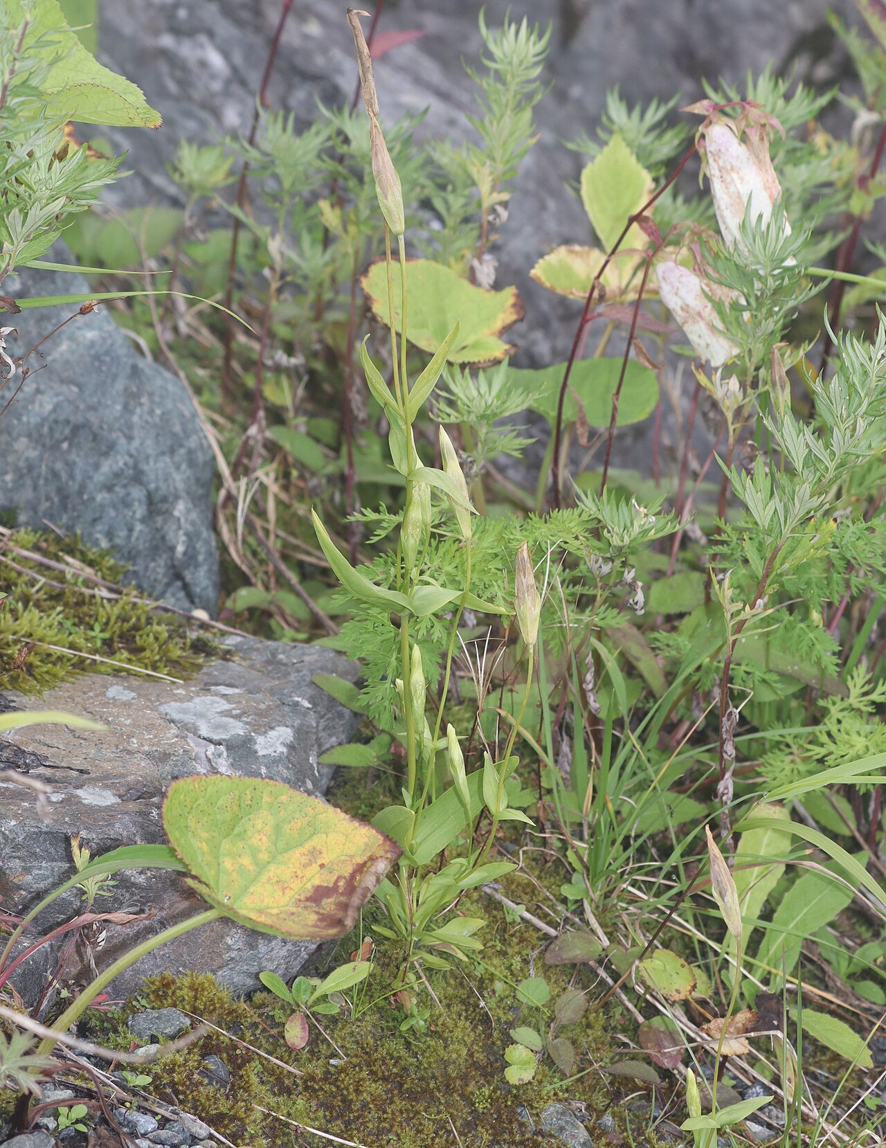 Gentianopsis yabei: Fruits of Gentianopsis yabei in Mount Shirouma, Hakuba, Nagano Prefecture, Japan.