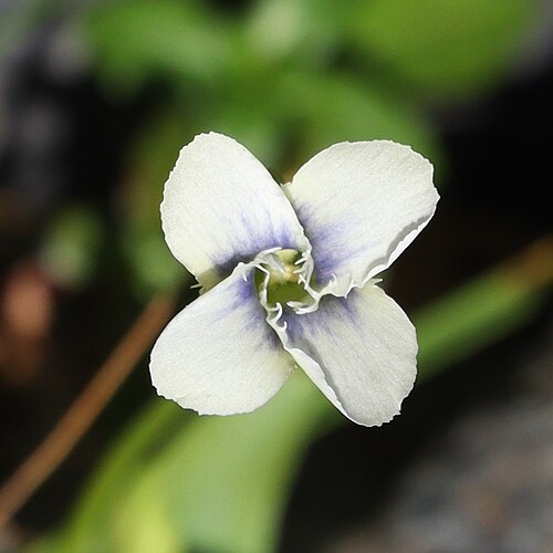 Gentianopsis yabei: Gentianopsis yabei in Mount Shirouma, Hakuba, Nagano Prefecture, Japan.