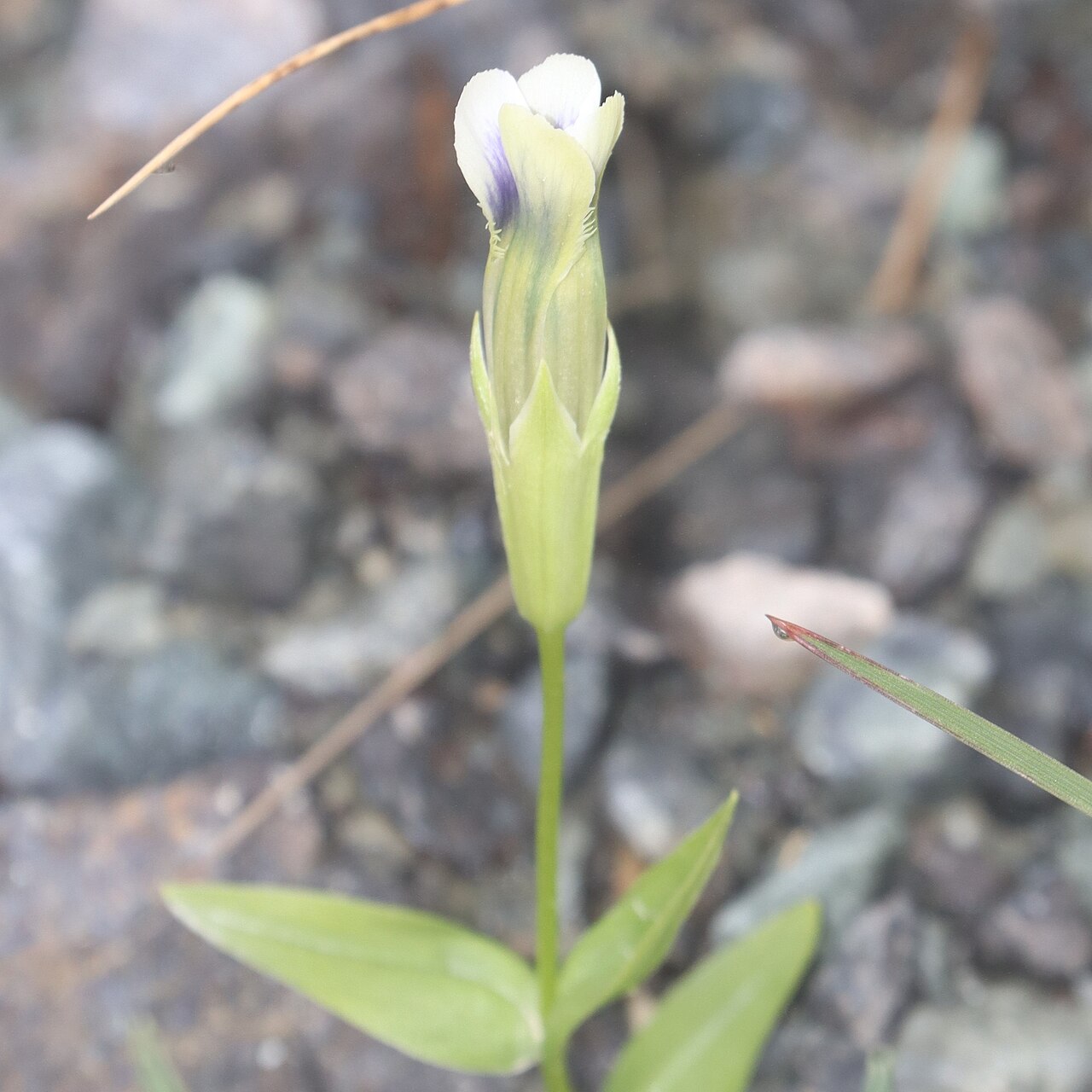 Gentianopsis yabei: Gentianopsis yabei in Mount Shirouma, Hakuba, Nagano Prefecture, Japan.