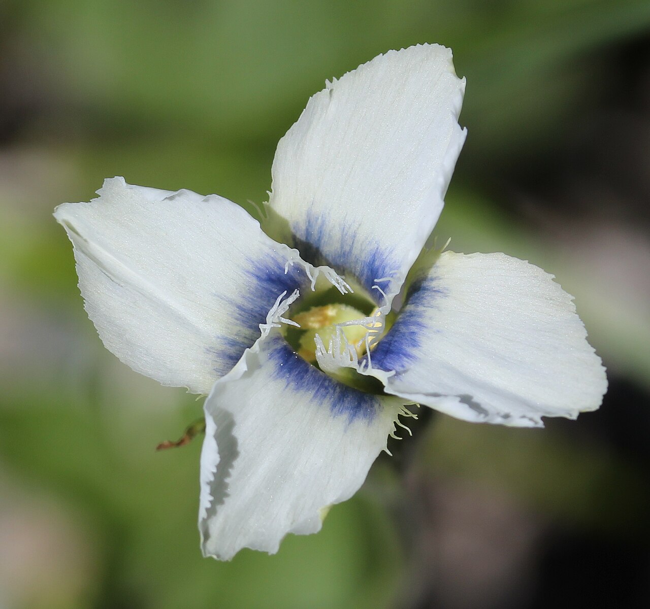 Gentianopsis yabei: Gentianopsis yabei in Mount Shiroumayari, Hakuba, Nagano prefecture, Japan.