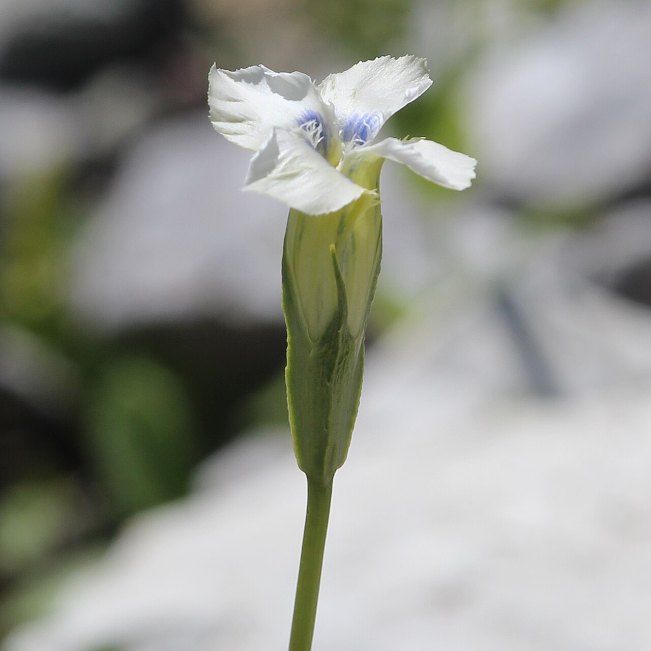 Gentianopsis yabei: Gentianopsis yabei in Mount Shiroumayari, Hakuba, Nagano prefecture, Japan.