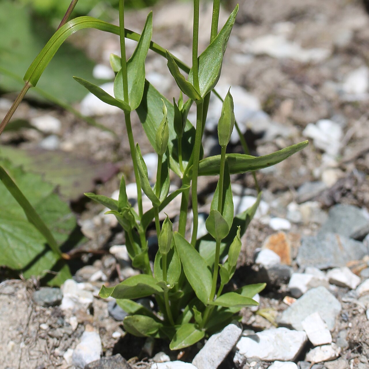 Gentianopsis yabei: Gentianopsis yabei in Mount Shiroumayari, Hakuba, Nagano prefecture, Japan.
