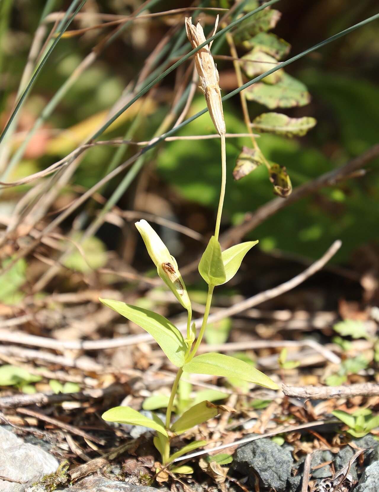 Gentianopsis yabei: Gentianopsis yabei in Mount Shirouma, Hakuba, Nagano Prefecture, Japan.