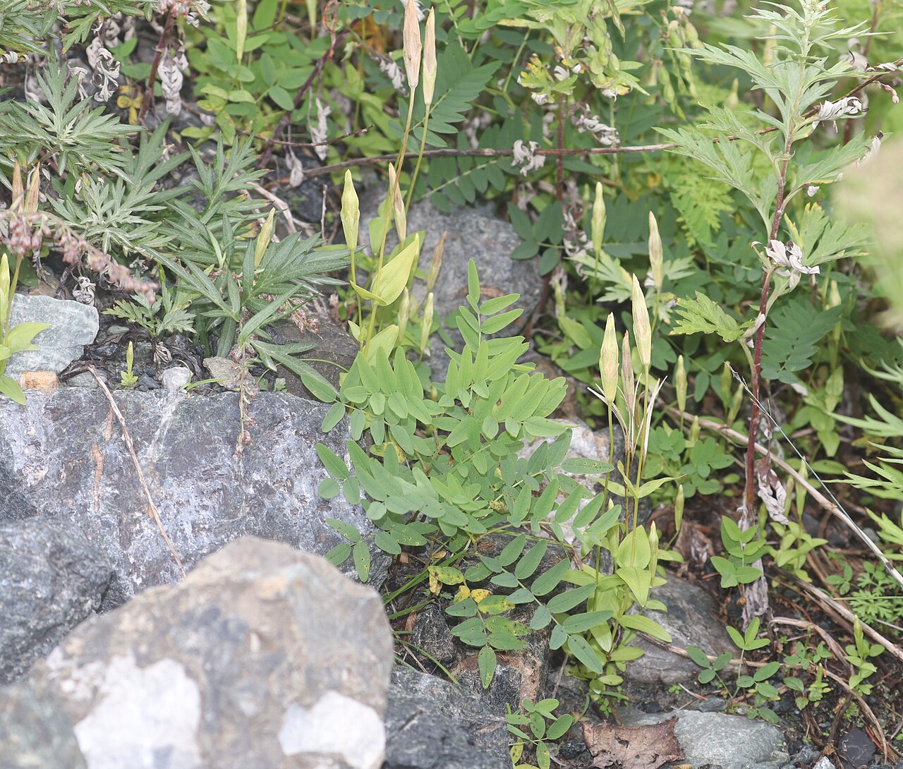 Gentianopsis yabei: Gentianopsis yabei in Mount Shirouma, Hakuba, Nagano Prefecture, Japan.