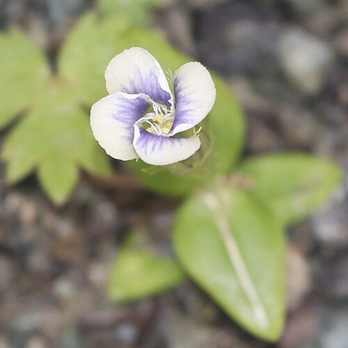 Gentianopsis yabei: Gentianopsis yabei in Mount Shirouma, Hakuba, Nagano Prefecture, Japan.