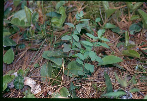 False toadflax: Geocaulon_lividum_6-eheep