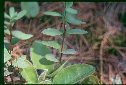 False toadflax: Geocaulon_lividum_3-eheep