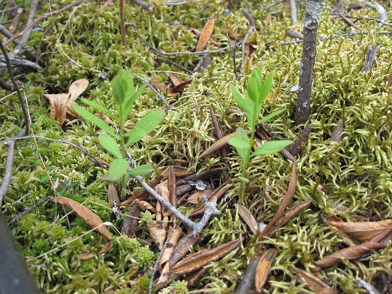 False toadflax: Nom français : comandre livide. Nom anglais : northern comandra. Plants végétatifs de comandre livide, en milieu naturel.