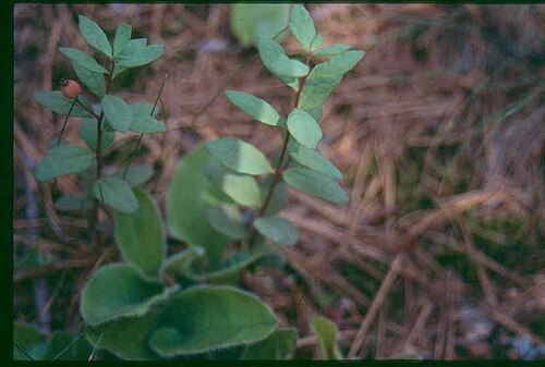 False toadflax: Geocaulon_lividum_4-eheep