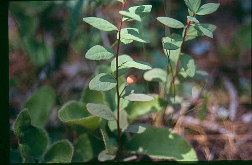 False toadflax: Geocaulon lividum