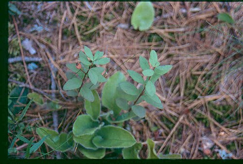 False toadflax: Geocaulon_lividum_1-eheep