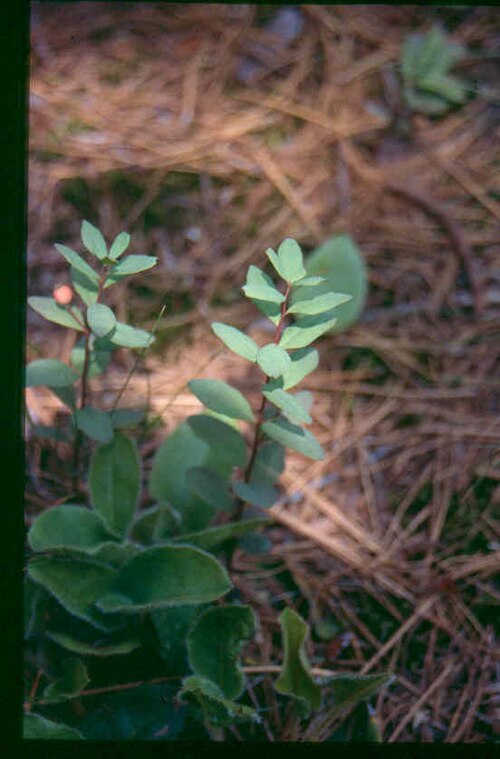 False toadflax: Geocaulon_lividum_5-eheep