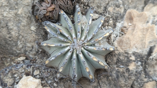 Geohintonia mexicana (Geohintonia mexicana)