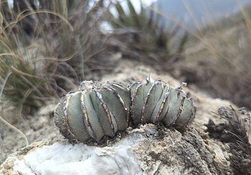 Geohintonia mexicana: Geohintonia mexicana in Mexico