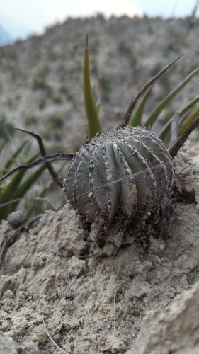 Geohintonia mexicana (Geohintonia mexicana)