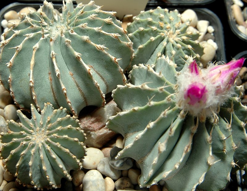 Geohintonia mexicana: Picture taken at [1]