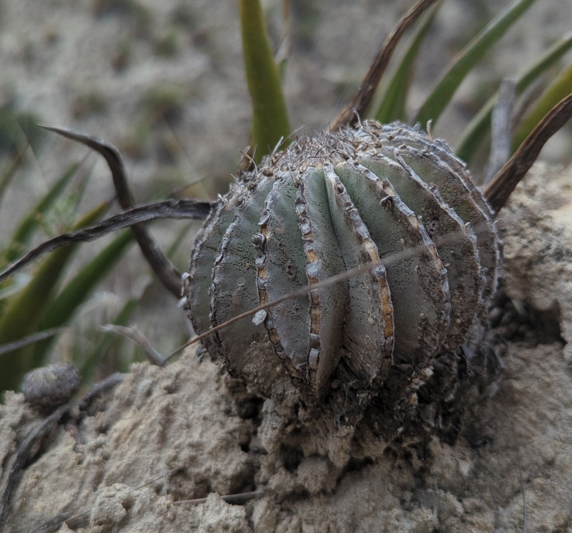 Geohintonia mexicana: Geohintonia mexicana in Mexico