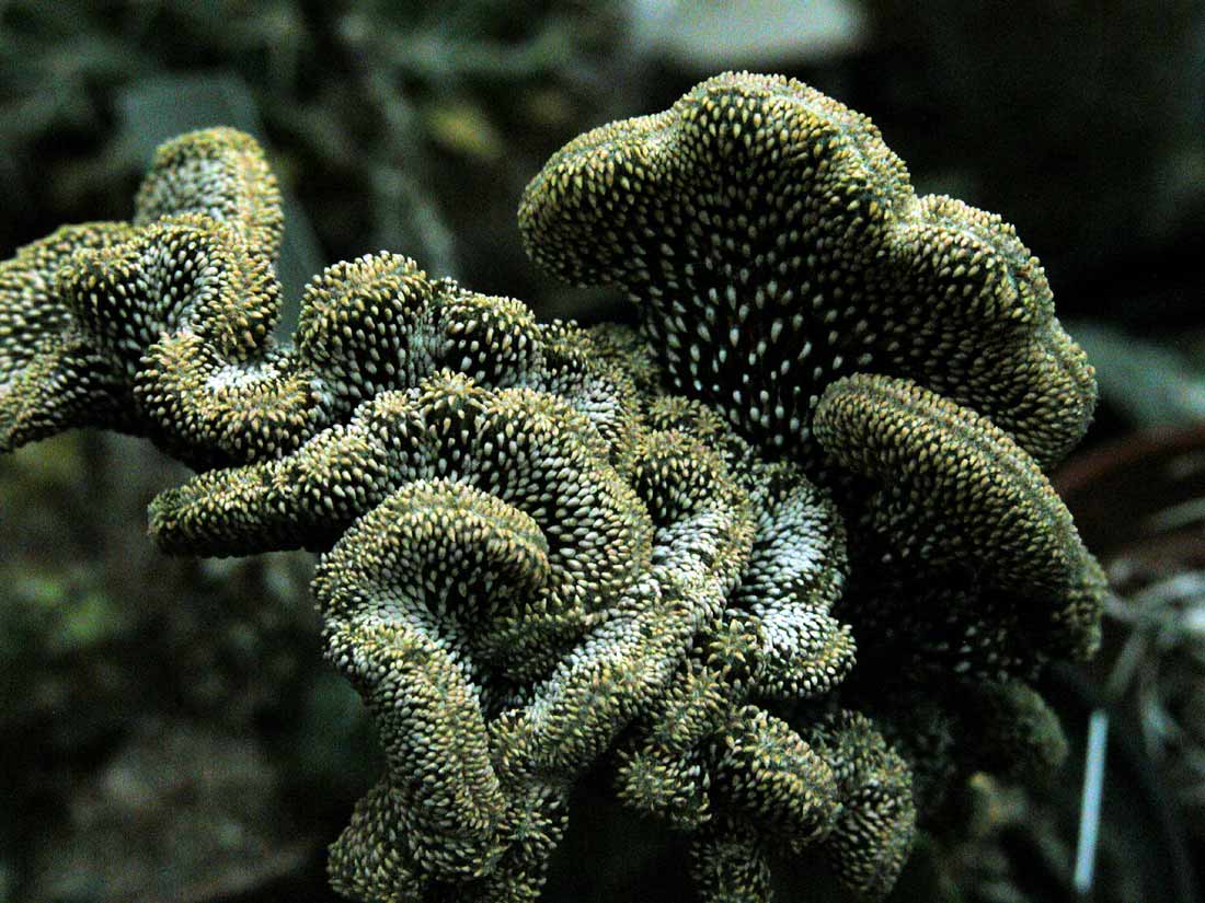 Geohintonia mexicana: Geohintonia mexicana fma cristata