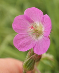 Geranium afrum (Geranium afrum)