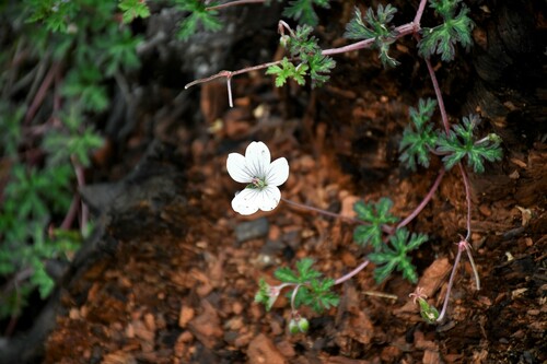 Geranium andicola (Geranium andicola)