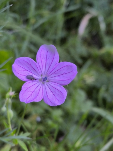 Asphodel cranesbill (Geranium asphodeloides)